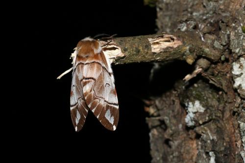 Endromis versicolora